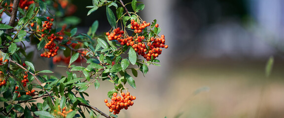 A branch of a bush with clusters of bright orange or red berries and green leaves, with a blurred background.