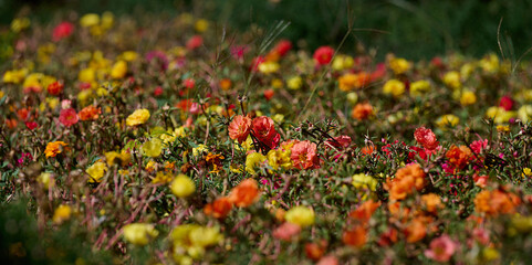 A flower bed with bright small flowers of yellow, orange and red