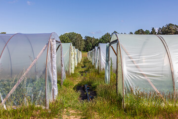 Rows of agricultural greenhouses covered with transparent plastic film. Protective structures in the field used for growing plants and vegetables