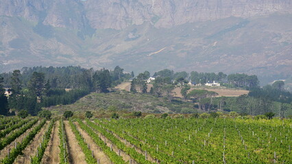 Beautiful vineyard with green grape rows against a backdrop of majestic mountains, South Africa....
