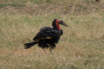 Fototapeta premium Adult southern ground hornbill walking in the lake Manyara wetland