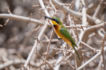 Colorful cinnamon-chested bee eater, skilled hunter, capsule of catching bee in flight, then heading to a tree branch to stun it and remove the stinger before eating It
