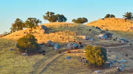 Aerial Golden Hour Cows Grazing California Hills with Trees and Boulders