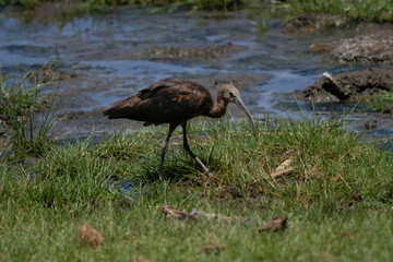 Glossy ibis grazing in African wetland with iridescent plumage
