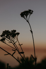 Fototapeta premium Silhouette of wildflowers against a dusky sunset sky. The image captures the silhouette of wildflowers in a field, set against a gradient sky of orange and gray during sunset creating a peaceful scene