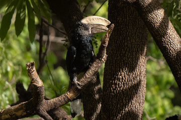 Huge silvery-cheeked hornbill portrait standing on tree branch in Lake Manyara park with iridescent black plumage 