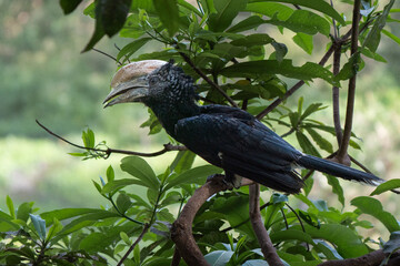Huge silvery-cheeked hornbill portrait standing on tree branch in Lake Manyara park with iridescent black plumage 