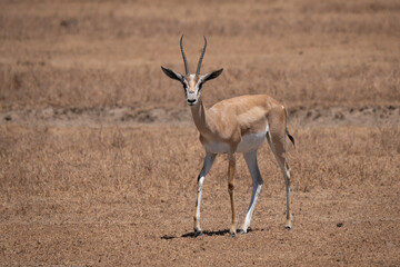 Grant's gazelle walking alone in the arid savannah of Ngorongoro crater looking in camera 