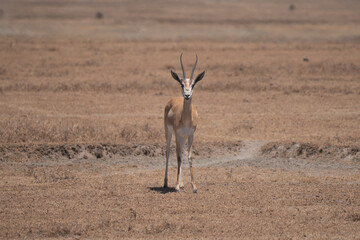 Grant's gazelle cute portrait in the immense arid savannah of Ngorongoro crater looking in camera 