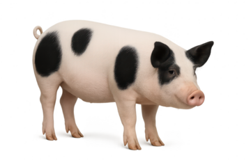 Adorable young spotted pig isolated on transparent background, standing