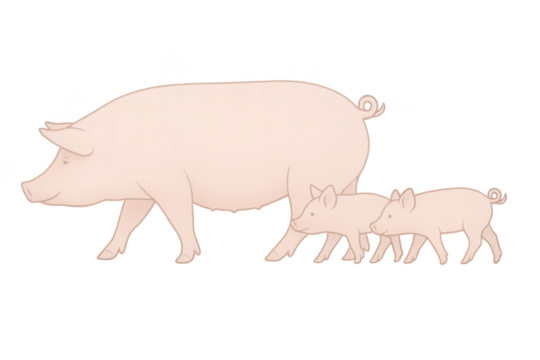 Cute mother pig and two piglets walking, isolated on transparent background