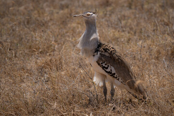 Kori bustard nice portrait looking in camera in arid savannah of Ngorongoro crater national park, with typical plumage and color visible 