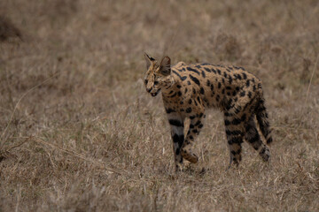 Beautiful serval small cat walking in the dry savannah hunting solitary