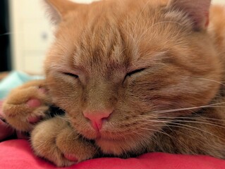 red cat sleeping