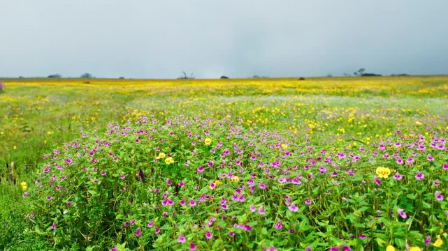 Wild flowers of various species such as balsam, bladder wort and other fully bloomed on plateau of western ghat of India during monsoon rainy season and swaying by the wind.