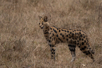 Beautiful serval small cat walking in the dry savannah hunting solitary
