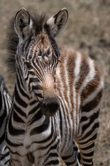 Fototapeta premium Sweetness of a baby Zebra in the african bush, in Tanzania 
