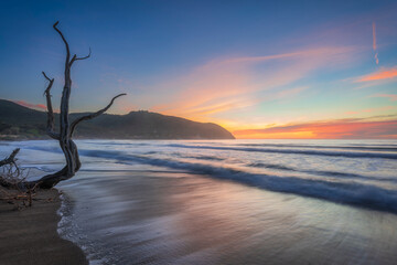 Baratti beach sunset with tamarisk tree, Tuscany Italy