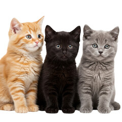 Three adorable kittens sitting together isolated on transparent background