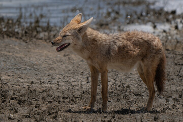Canis lupaster, commonly known as the African wolf or African golden wolf (previously Canis 
anthus), is a medium-sized canid that exhibits wolf-like characteristics