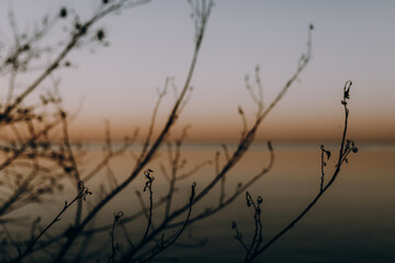 Obraz premium Silhouette of bare tree branches against a colorful sunset sky. A captivating view of tree branches silhouetted against a warm, colorful sunset. The branches create a striking contrast.