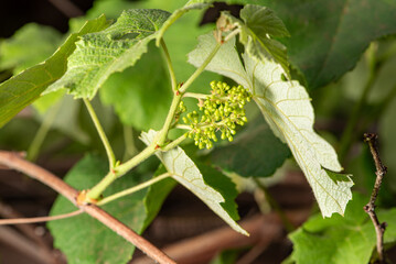 Bunch of grapes, a small bunch of grapes that have just appeared on the vine, selective focus.