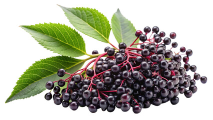  elderberrya--white-background.