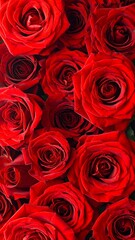Close-up of many vibrant red roses (1)