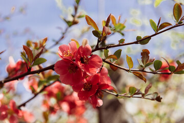 Red flowering quince blossoms in spring sunlight