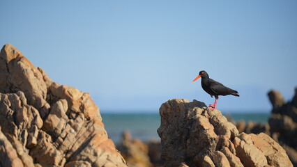 Black oystercatcher bird with red beak standing on coastal rocks near ocean, wildlife photography in South Africa
