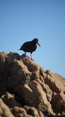 Wild black oystercatcher with bright red beak and legs standing on seaside rocks under clear blue sky. Nature and wildlife photography of coastal bird species
