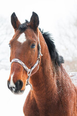 Portrait of a horse with bridle in winter