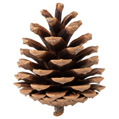Brown, closed pinecone detail with overlapping scales isolated on black