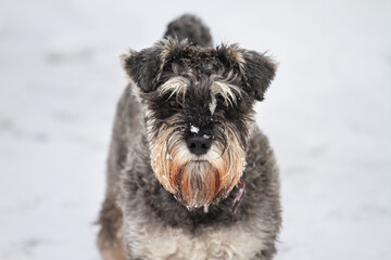 Schnauzer portrait on a snow background