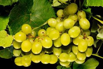 Bunch of grapes, a beautiful bunch of grapes positioned on a reflective surface, selective focus.