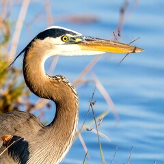 Close-up of a heron with reeds