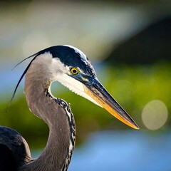 Close-up of a heron's head and neck