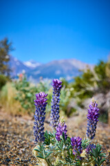 Obraz premium Purple Wildflowers with Mountain Backdrop and Clear Blue Sky in California