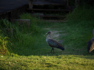 Hadeda ibis bird standing on grass path in natural habitat at sunset, South Africa wildlife photography
