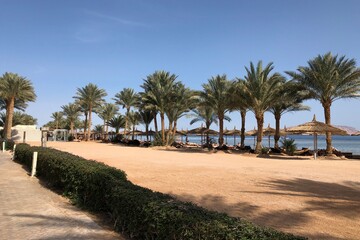 Tropical beach with palm trees and umbrellas providing shade on a sunny day