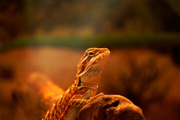 Bearded dragon lizard resting on rock with warm orange light. Exotic reptile portrait symbolizing desert wildlife, resilience, adaptation and fascinating natural behavior.