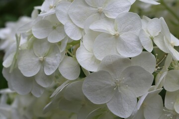 A horizontal close-up shot of a magnificent white hydrangea flower head in a garden setting.