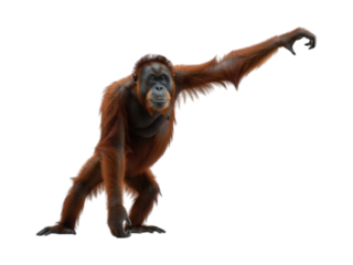 Orangutan standing with its arm outstretched against a black background