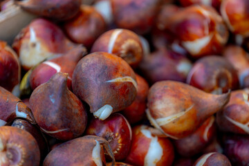 Selective focus a group of tulip bulbs display in wooden boxes at flowers market, Tulips are a genus of perennial herbaceous bulbiferous geophytes, The bulbs look like onions, Amsterdam, Netherlands.