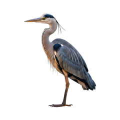 Fototapeta premium Standing grey heron, detailed feathers, beak, head, against black background