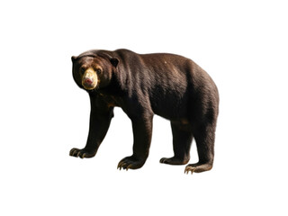 Sun bear stands on black ground, golden muzzle, short fur