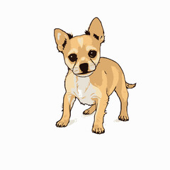 Cute tan chihuahua puppy standing and looking forward on a white background animal