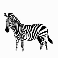 Obraz premium Black and white illustration of a standing zebra with detailed stripes on a white background animal wildlife