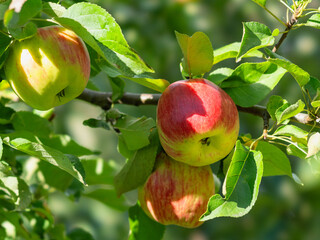 Juicy apples on a tree in the sunlight
