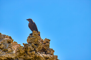 Bird Perched on Tufa Formation Against Clear Blue Sky at Mono Lake California